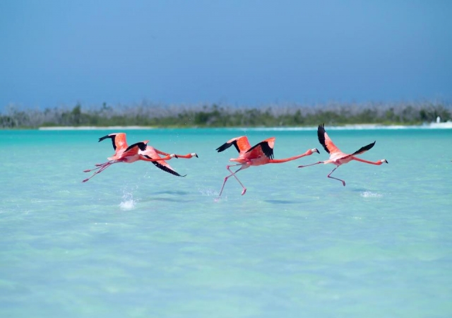 Avistamiento de aves